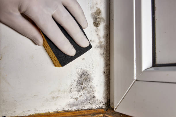 Mold Removal for HVAC Installations in Shokan, NY