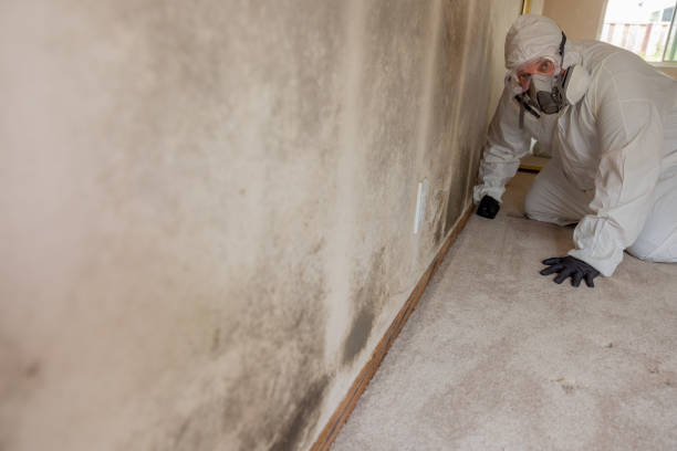 Best Attic Mold Removal  in Shokan, NY